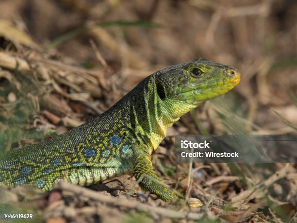 Closeup Shot Of An Ocellated Lizard Stock Photo - Download Image Now