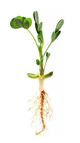 Peanut seedling isolated on white background.