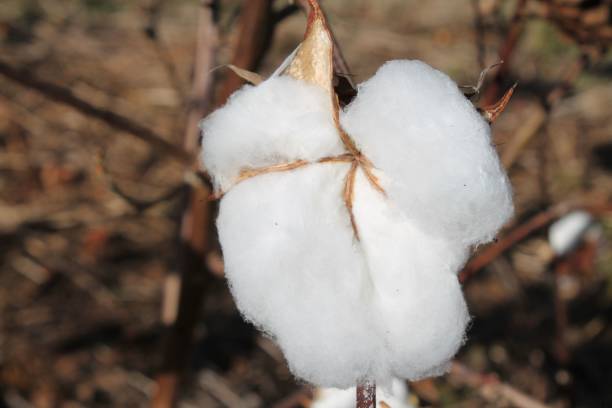 istock Close-up shot a white cotton ball ready for harvesting 1446419870