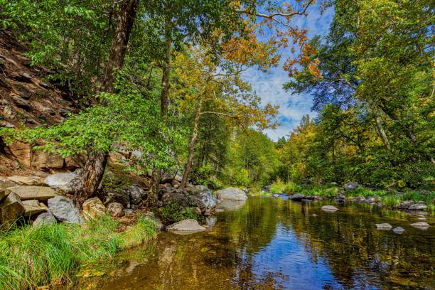 istock Beautiful shot of a river surrounded by trees 1446419984