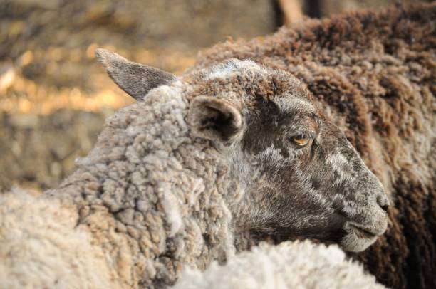 istock Closeup of a fluffy sheep face from the side 1446420230