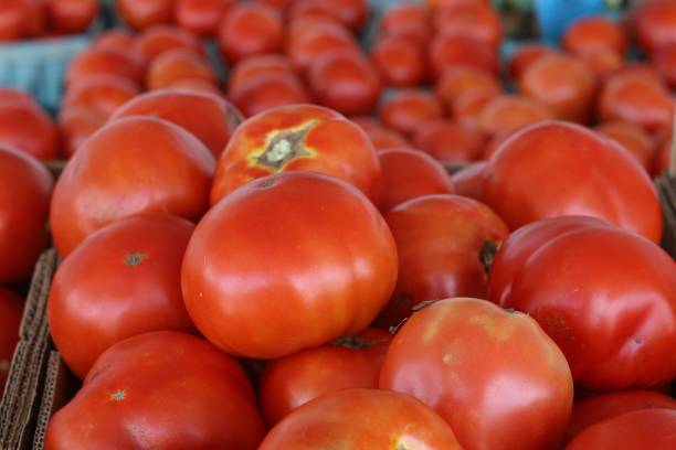 istock Freshly harvested ripe tomatoes ready to be sold 1446420437