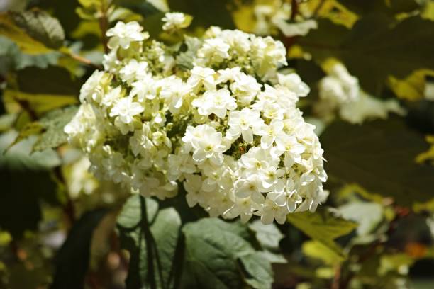 istock Closeup of white jasmine flowers. 1446421053