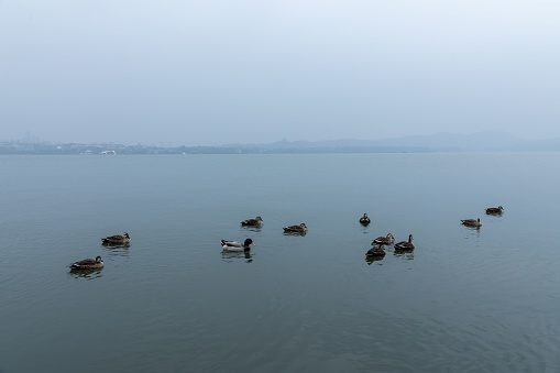 A high-angle of duck flowing in water cloudy gloomy sky background