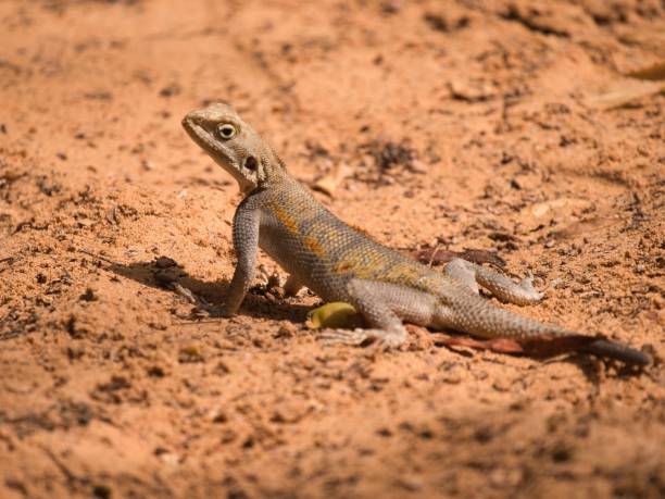 istock Closeup shot of a savigny's agama (Trapelus savignii) lizard on the sand 1446421176