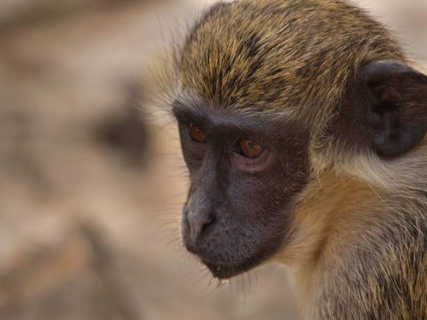 istock Portrait of a green monkey (Chlorocebus sabaeus) 1446421189