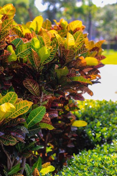 istock Selective focus shot of garden croton (codiaeum variegatum) 1446421594