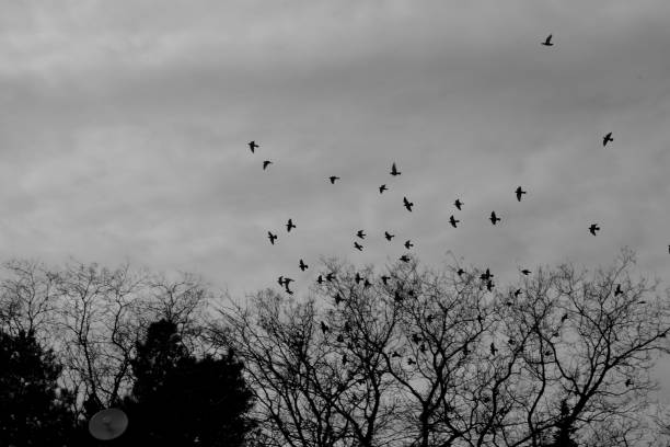 istock Grayscale shot of flying birds over the trees 1446421884