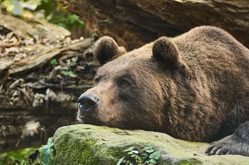A cute brown bear lying on the rock in Zoo