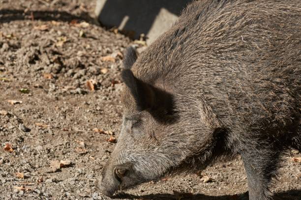 istock Wild Boar looking for food on a sunny day 1446421961