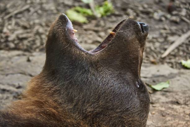 A large black bear giving a silly look