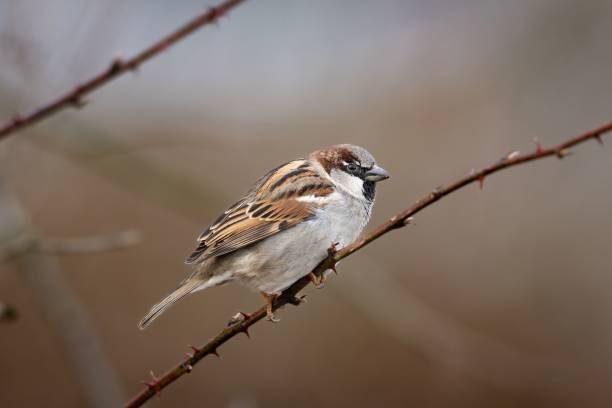 istock Male House Sparrow (Passer domesticus) 1446422394