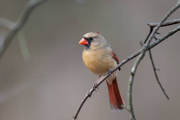 istock Female Northern Cardinal (Cardinalis cardinalis) 1446422397