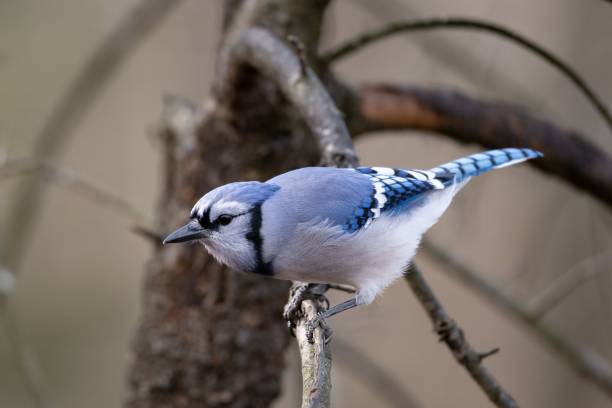 istock Closeup shot of a white-breasted nuthatch standing upside down on a tree branch in Ohio 1446422416