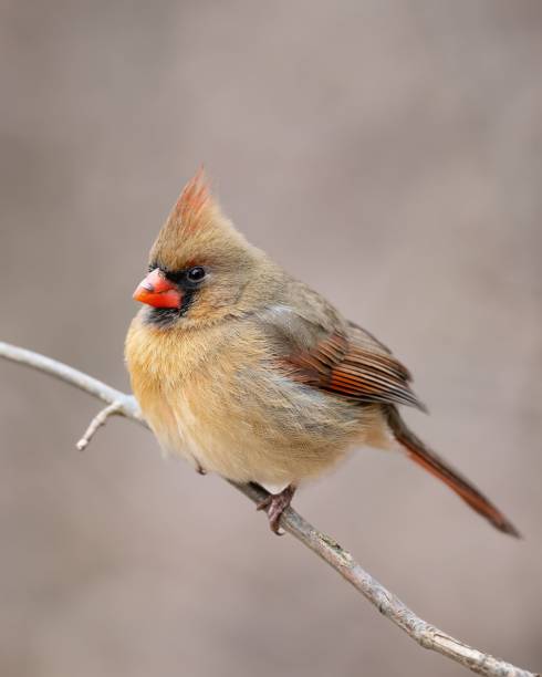 istock Female Northern Cardinal (Cardinalis cardinalis) 1446422420