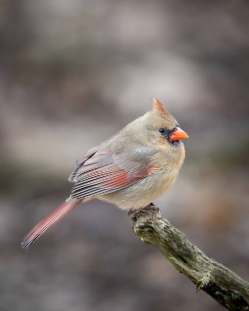istock Female Northern Cardinal (Cardinalis cardinalis) 1446422425