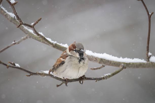 istock Male House Sparrow (Passer domesticus) 1446422486