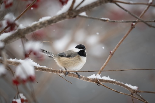 Carolina Chickadee (Poecile carolinensis) perched on a branch isolated from a clean background surrounded by snow