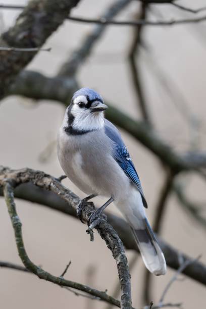 istock Closeup shot of a Blue Jays perching on a tree in Ohio 1446422511