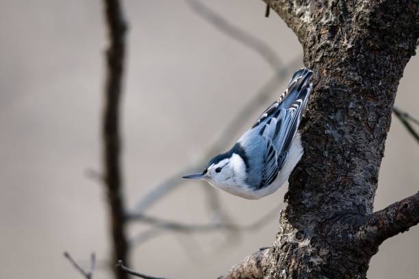 Closeup shot of a white-breasted nuthatch standing upside down on a tree branch in Ohio