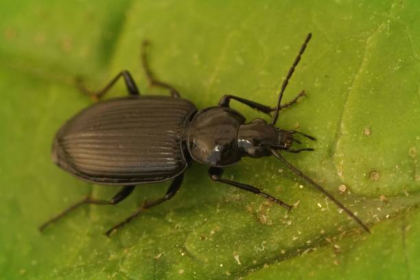 istock Closeup on a dark shiny ground beelte, Agonum, sitting on a green leaf 1446422582
