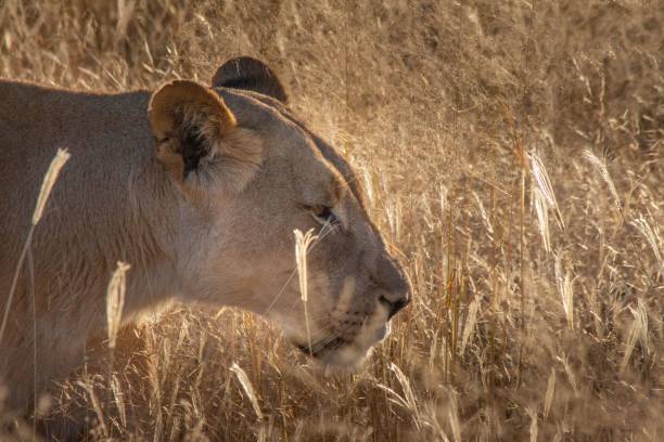 istock Lioness walking slowly in tall dried grass 1446423140