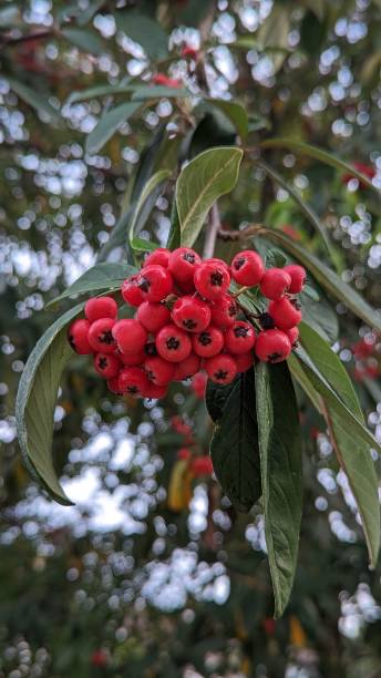 istock Vertical of red berries growing on a tree. 1446423246