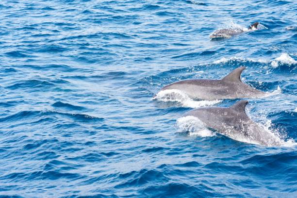 istock Dolphins jumping in the ocean 1446423284
