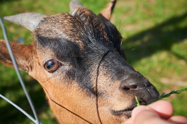 istock Selective focus shot of a brown goat being fed grass 1446423291