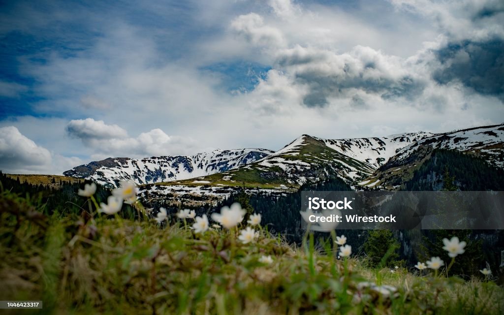 Ảnh Đẹp Chụp Phong Cảnh Núi Non Với Những Đỉnh Núi Tuyết Hình ảnh Sẵn có -  Tải xuống Hình ảnh Ngay bây giờ - iStock
