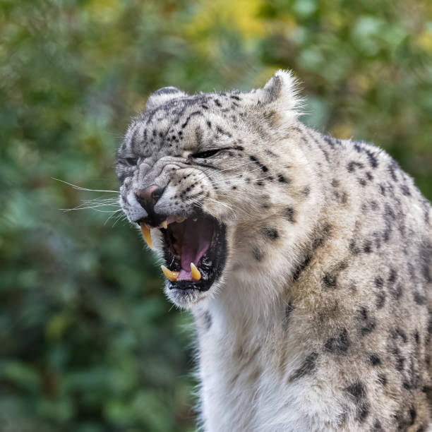 istock A snow leopard yawning 1446423386