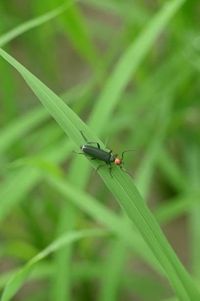 istock Vertical shot of an epicauta on the green leaf 1446424013