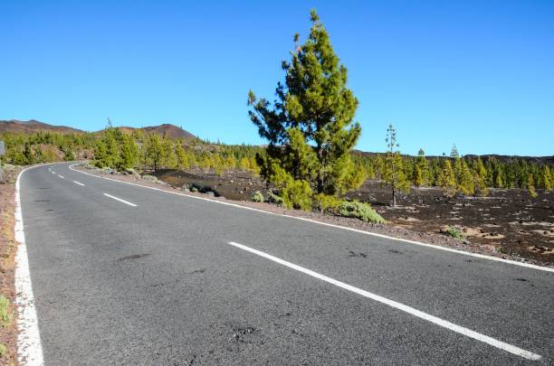 istock Emppty road surrounded by nature 1446424516