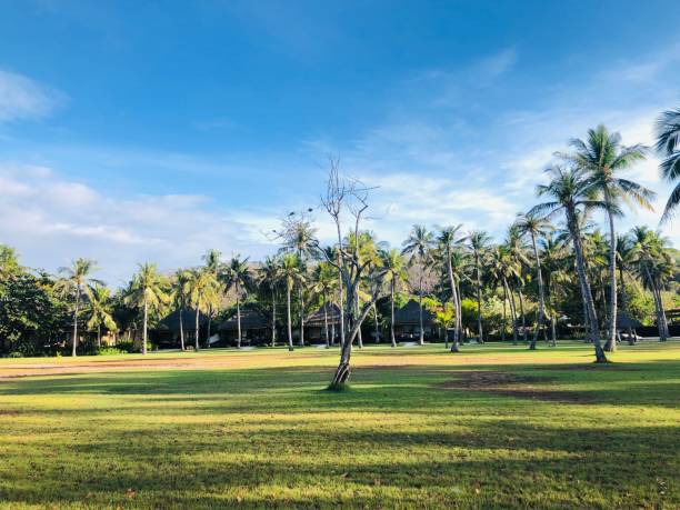 istock Palm trees in the garden on a sunny day 1446424633