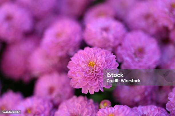 Closeup Shot Of Pink Chrysanthemum Flowers Growing In The Garden In Perrysburg Ohio Stock Photo - Download Image Now