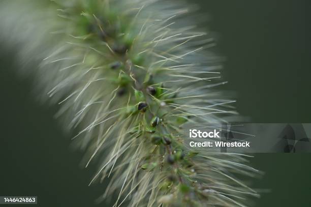 Closeup Shot Of A Wild Weed Growing In The Forest In Perrysburg Ohio Stock Photo - Download Image Now