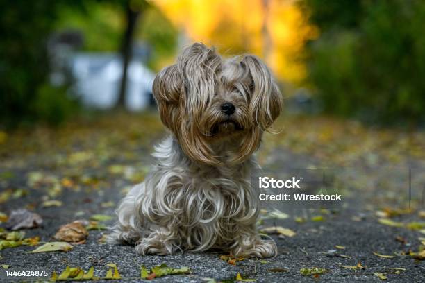 Hairy Yorkshire Terrier Walking In Buttonwood Park Perrysburg Ohio Stock Photo - Download Image Now