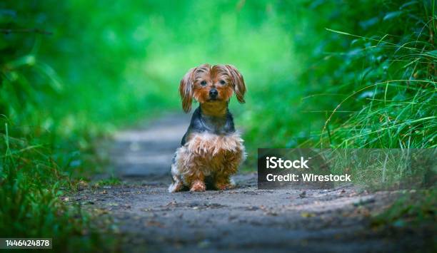 Hairy Yorkshire Terrier Walking In Buttonwood Park Perrysburg Ohio Stock Photo - Download Image Now