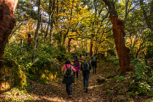 Group Of People Hiking In The Forest. Outdoor Activities