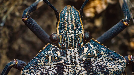 A closeup of a stink bug with dark variegated or veined pattern on it