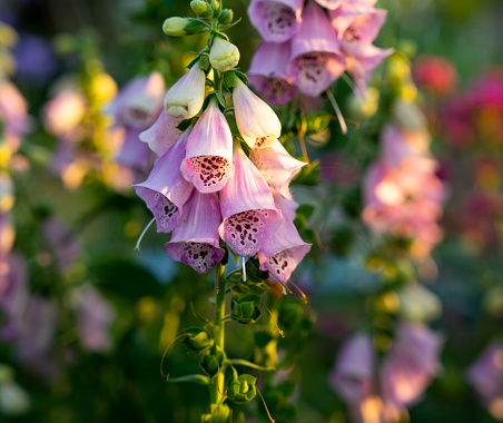 A garden with pink foxglove flowers on a sunny day