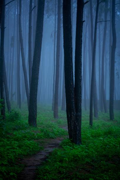 istock Tree in the woods covered by fog 1446425671