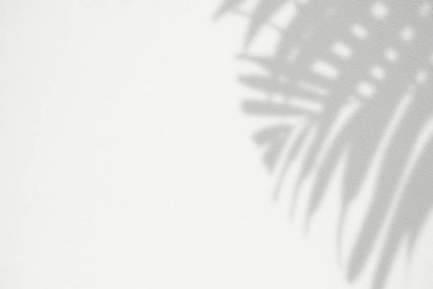 istock Palm Leaves Shadow on White Concrete Wall Background. 1446425866