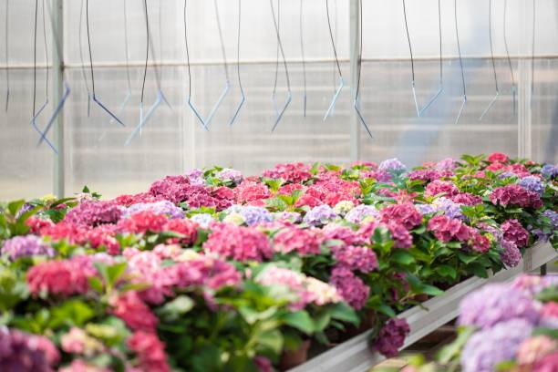 istock lots of colorful flowers 1446427061