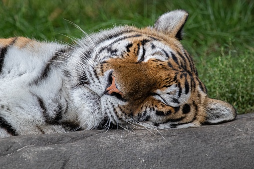 A cute Amur tiger laying and sleeping on the rock