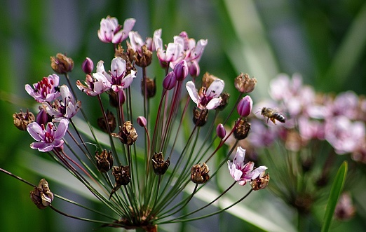 A closeup shot of a bee hovering around Susak umbrella marsh plants