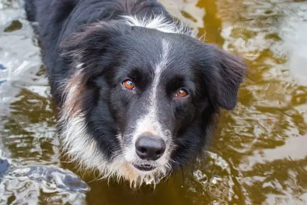 Photo of Close up of a Border Collie (canis lupus familiaris) looking up at the camera while in a river