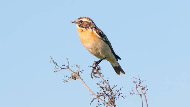 istock Whinchat bird perched on a plant. 1446427488