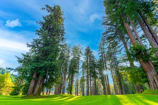 A beautiful landscape of a green field surrounded by tall trees.