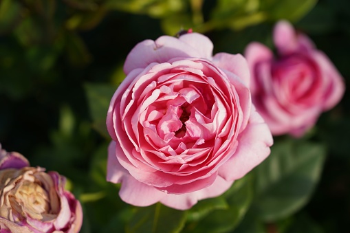 Closeup shot of pink Constance Spry rose with blurred background